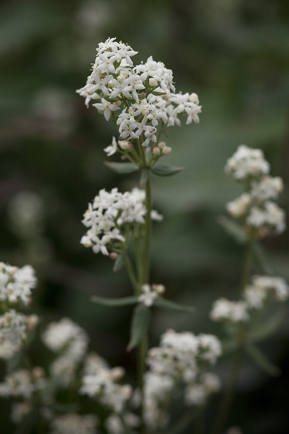 Galium boreale (Northern Bedstraw)