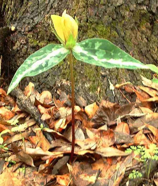 Trillium decipiens (alternate view 6)