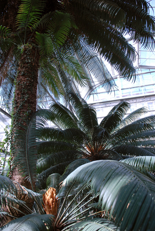 Cycas circinalis (queen sago) (alternate view 9)