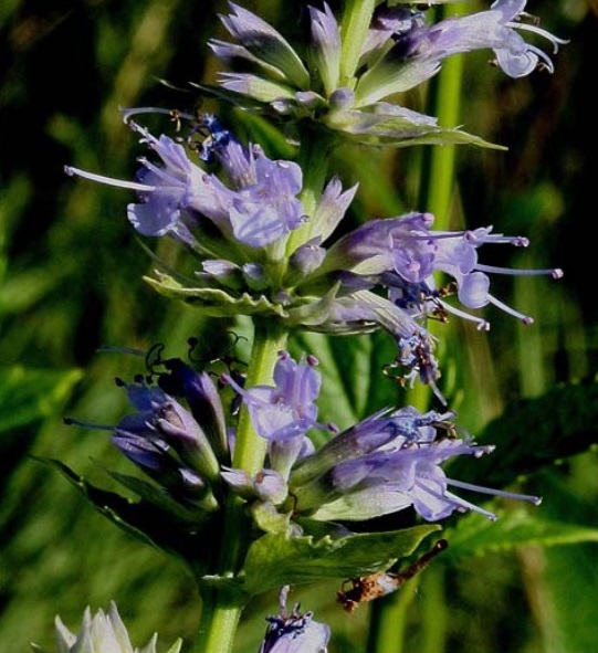 Agastache (Hyssops) (alternate view 5)