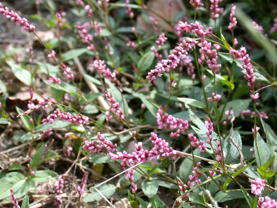 Persicaria longiseta (low smartweed)