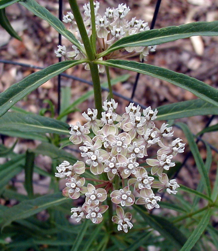 Asclepias fascicularis (Narrow-leaf Milkweed) (alternate view 7)
