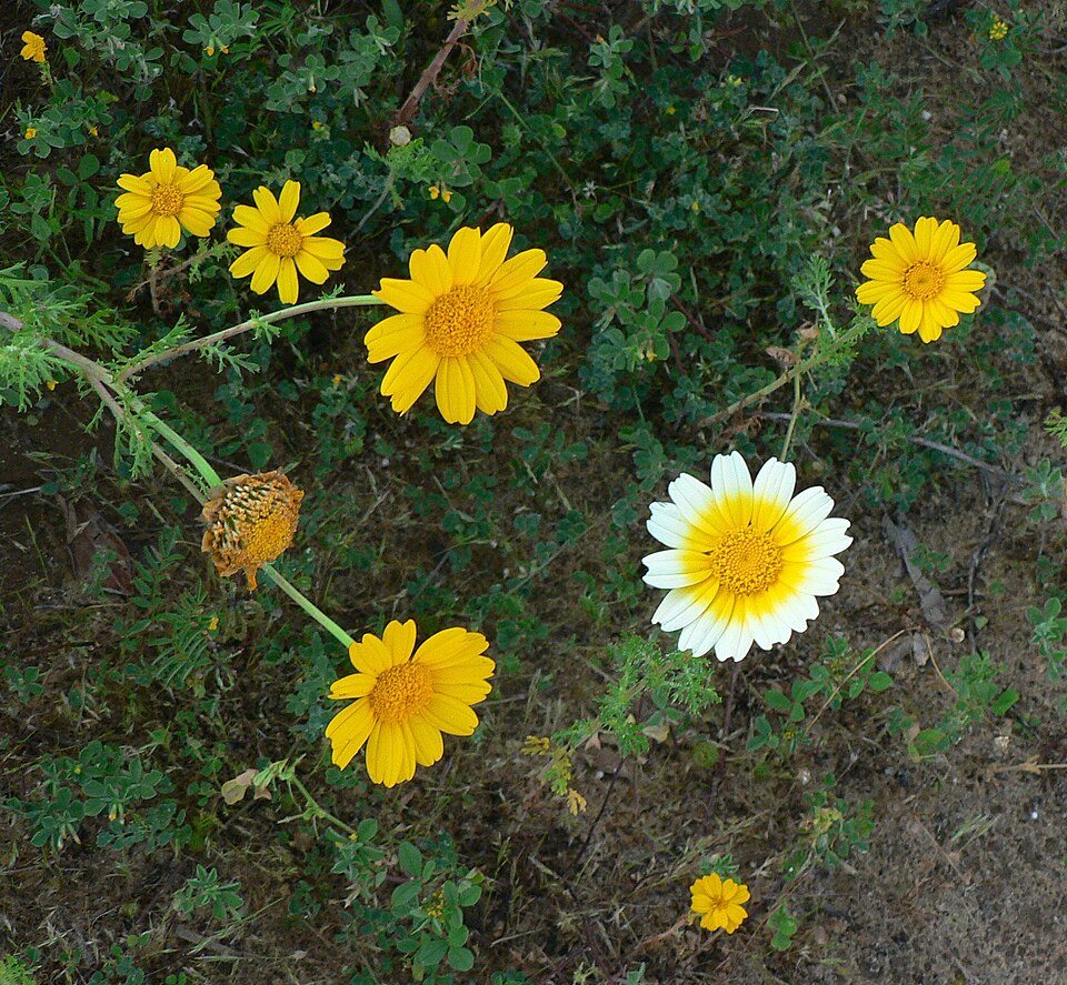 Glebionis coronaria (Garland Daisy)