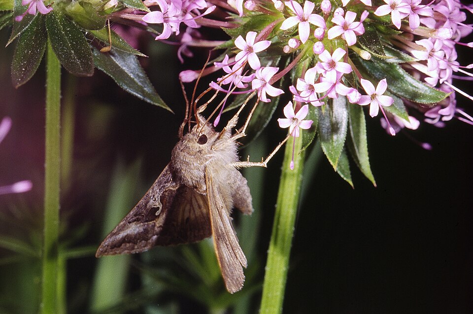 Centranthus ruber (Red Valerian)