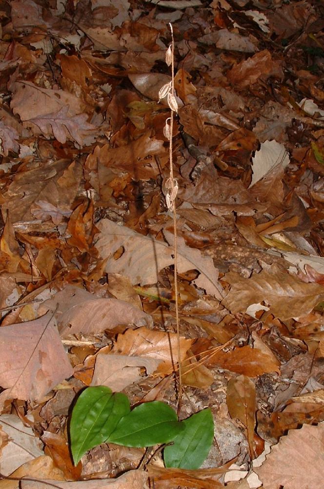 Tipularia discolor (crane-fly orchid)