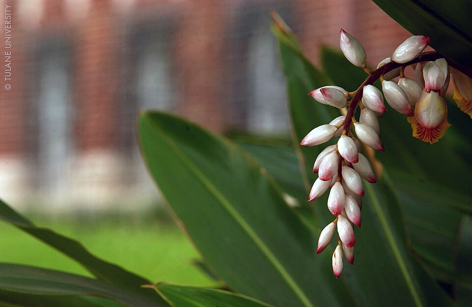 Alpinia (Shell Gingers) (alternate view 4)