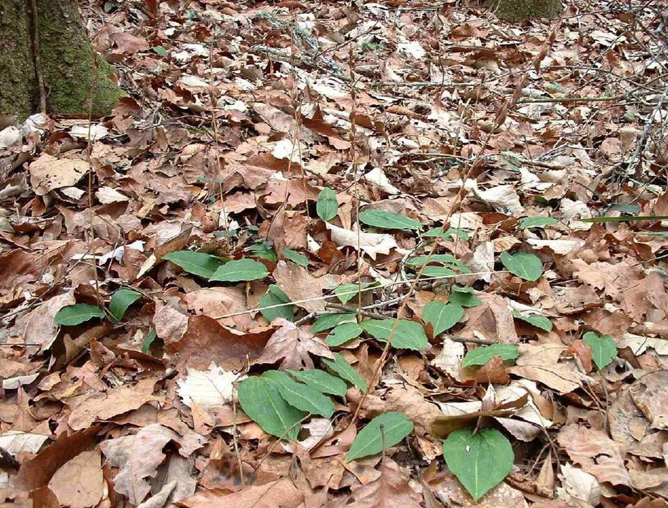 Tipularia discolor (crane-fly orchid)