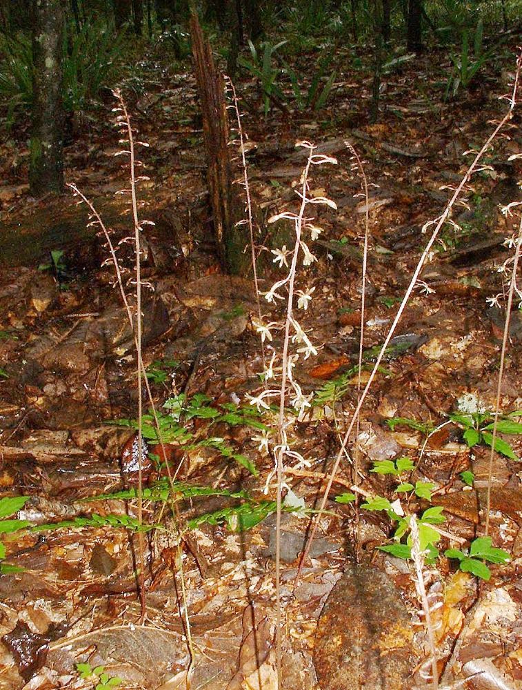Tipularia discolor (crane-fly orchid)