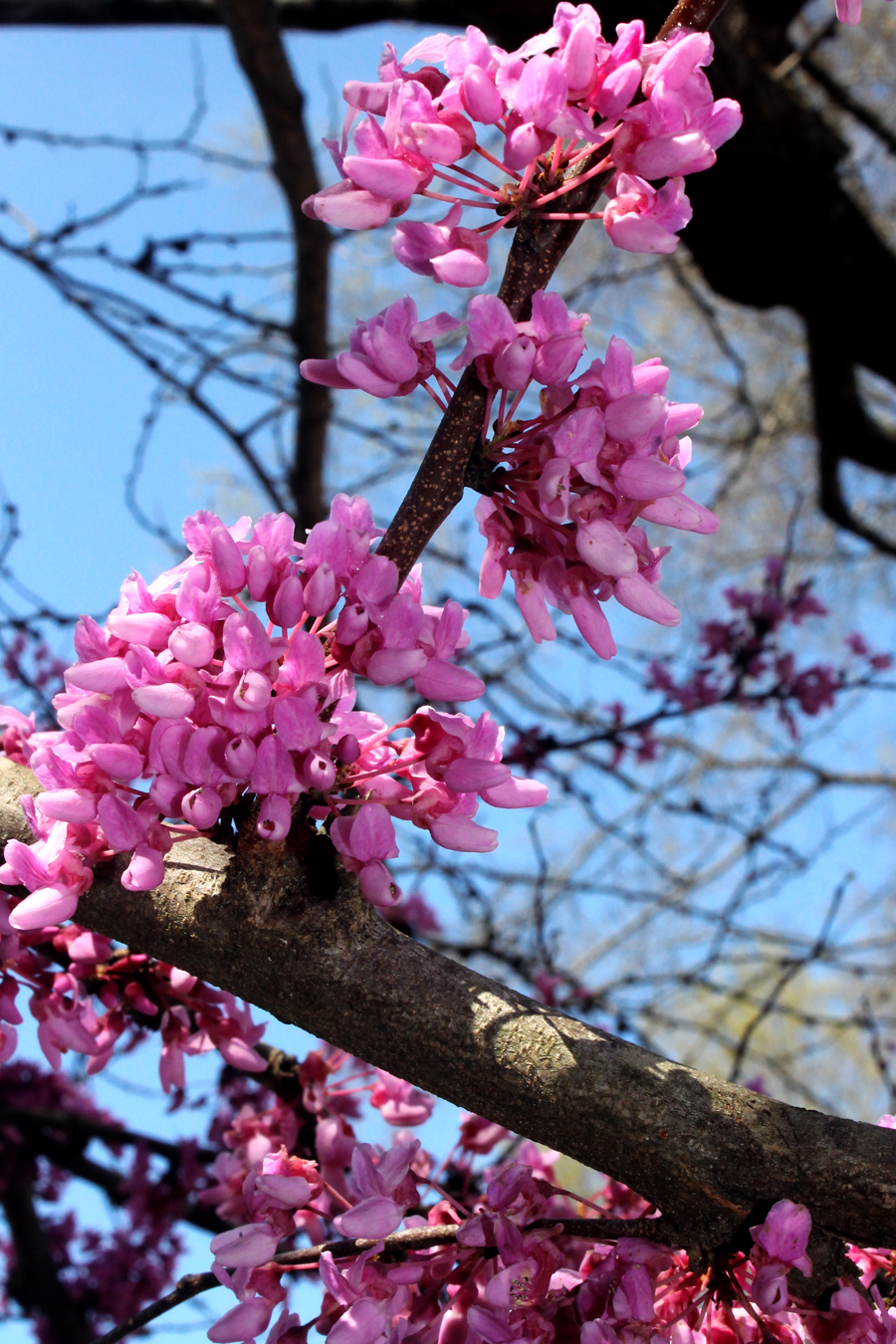 Cercis (redbuds)