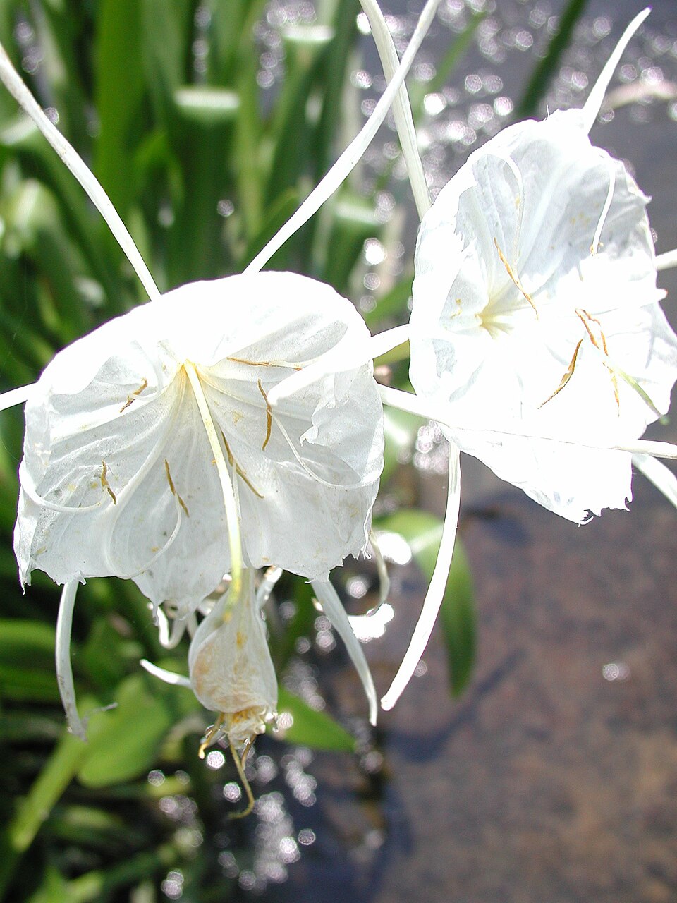 Hymenocallis (spider lilies) (alternate view 5)