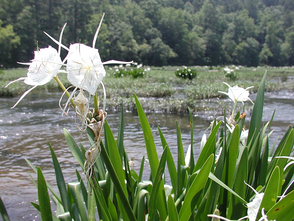 Hymenocallis (spider lilies) (alternate view 6)