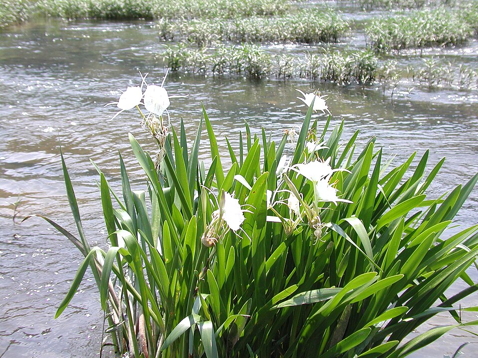 Hymenocallis (spider lilies) (alternate view 7)