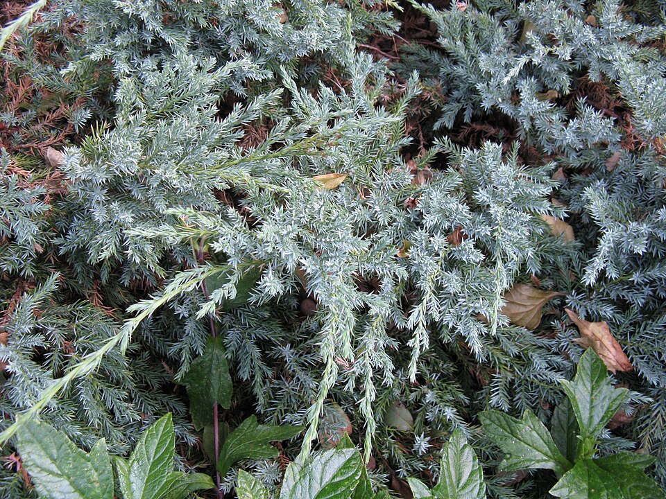 Juniperus squamata 'Blue Carpet' (Blue Carpet Singleseed Juniper)