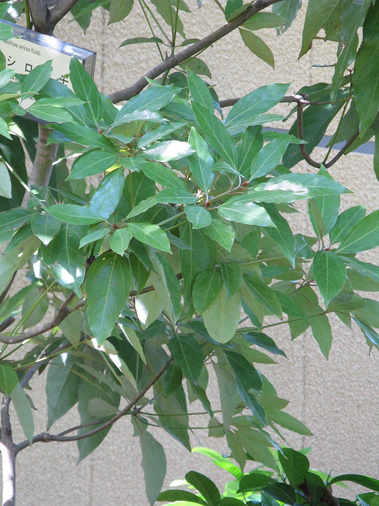 Neolitsea sericea (White-back Neolitsia)