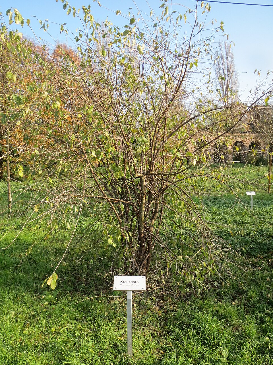 Rhamnus cathartica (common buckthorn)