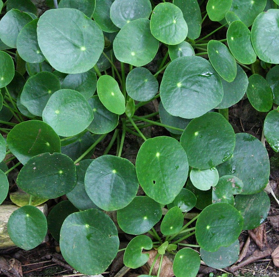 Pilea peperomioides (Pilea Peperomioides) (alternate view 4)