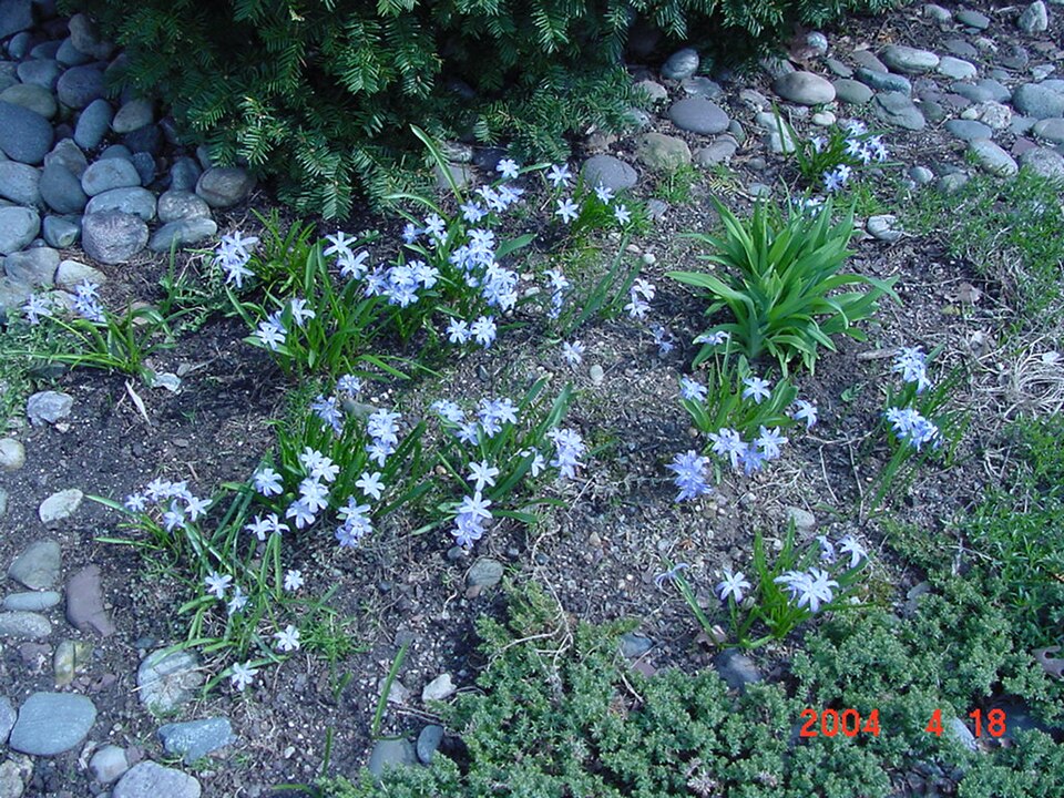 Scilla forbesii (Forbes' Glory-of-the-snow)