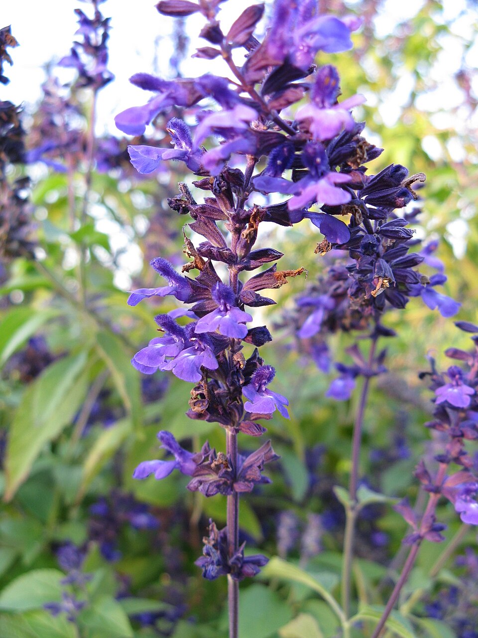 Salvia × 'Indigo Spires' (Indigo Spires Sage)