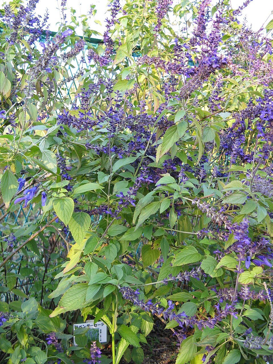 Salvia × 'Indigo Spires' (Indigo Spires Sage) (alternate view 2)