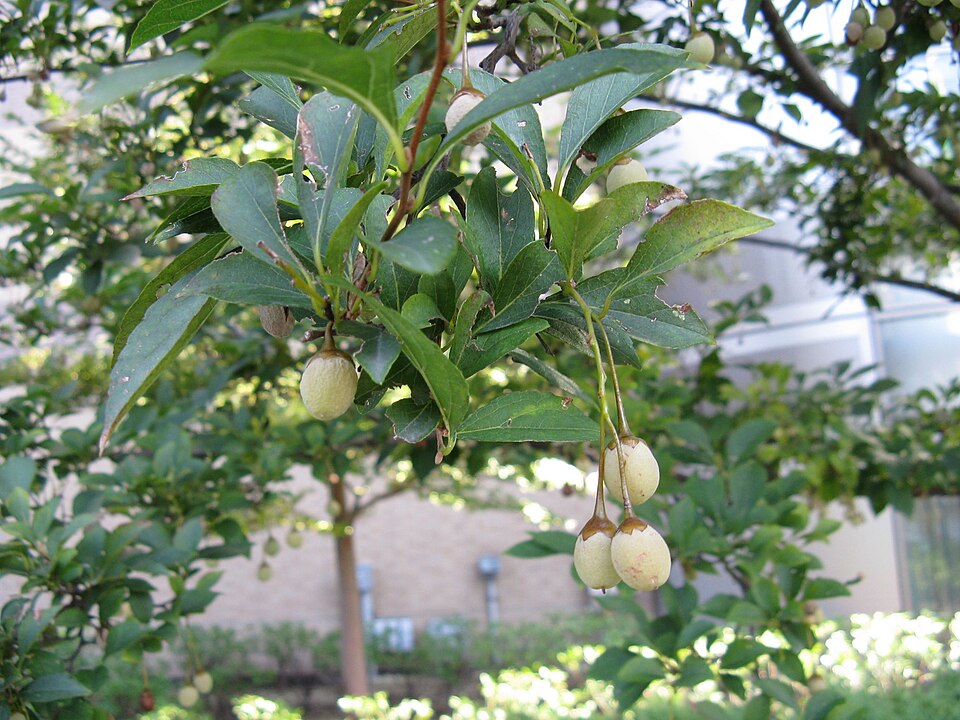 Styrax japonicus (Japanese snowdrop tree) (alternate view 8)