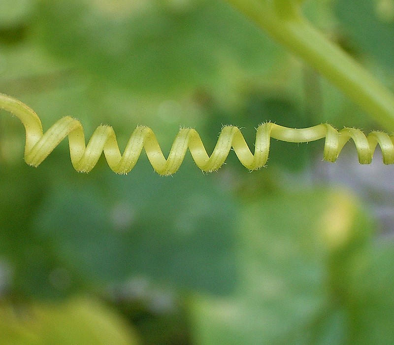 Cucurbita pepo, Summer squash — spreading deciduous (Cucurbitaceae) (image 2 of 9)