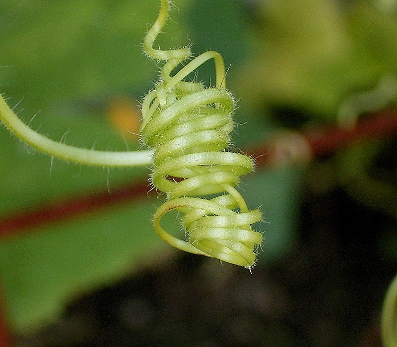 Cucurbita pepo, Summer squash — spreading deciduous (Cucurbitaceae) (image 3 of 9)