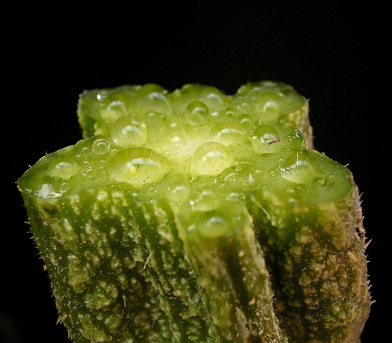 Cucurbita pepo, Summer squash — spreading deciduous (Cucurbitaceae) (image 4 of 9)