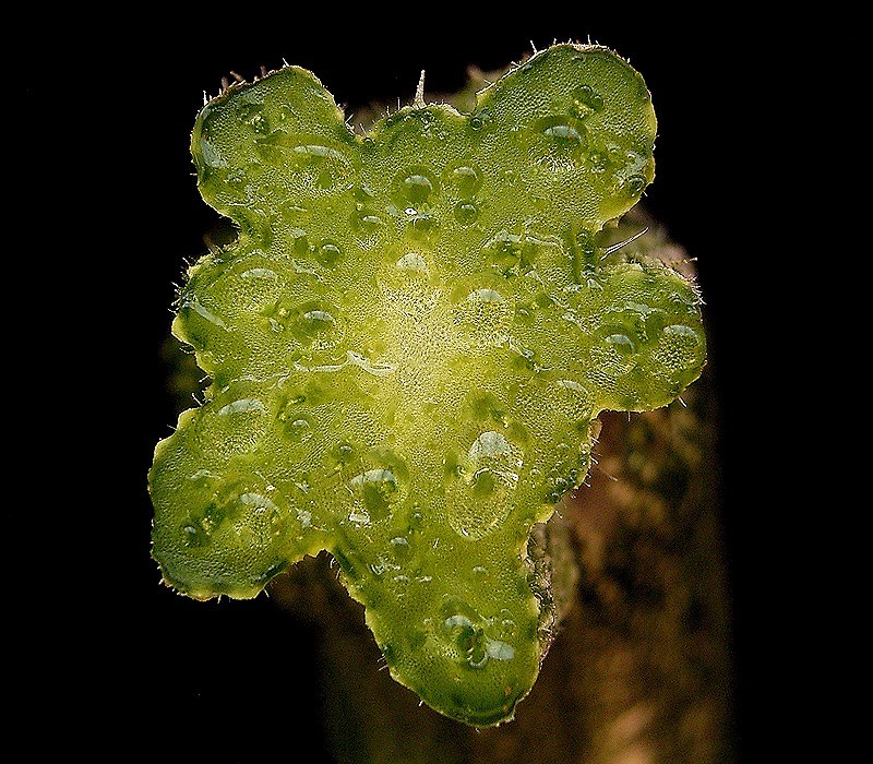 Cucurbita pepo, Summer squash — spreading deciduous (Cucurbitaceae) (image 5 of 9)