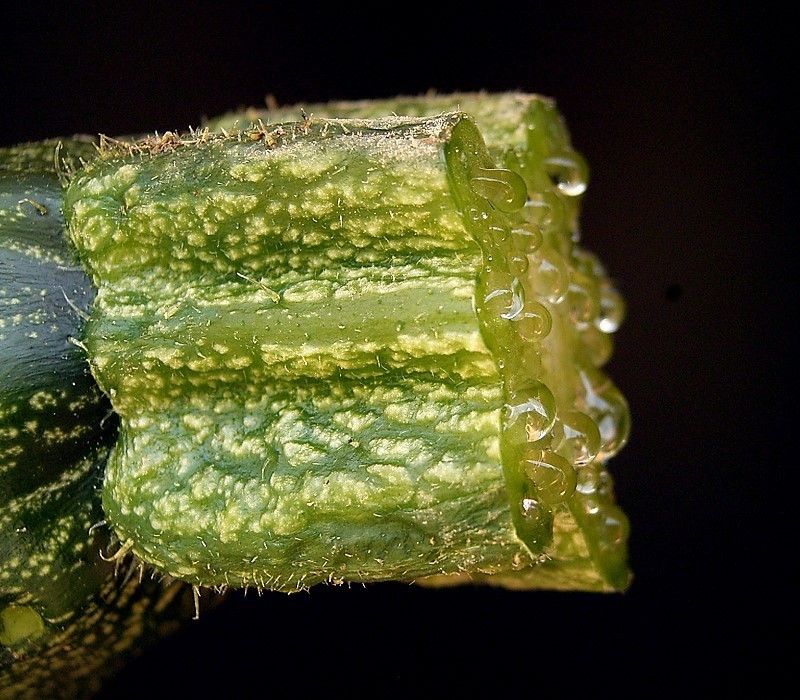 Cucurbita pepo, Summer squash — spreading deciduous (Cucurbitaceae) (image 6 of 9)