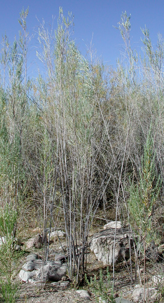 Pluchea sericea (arrowweed) (alternate view 9)