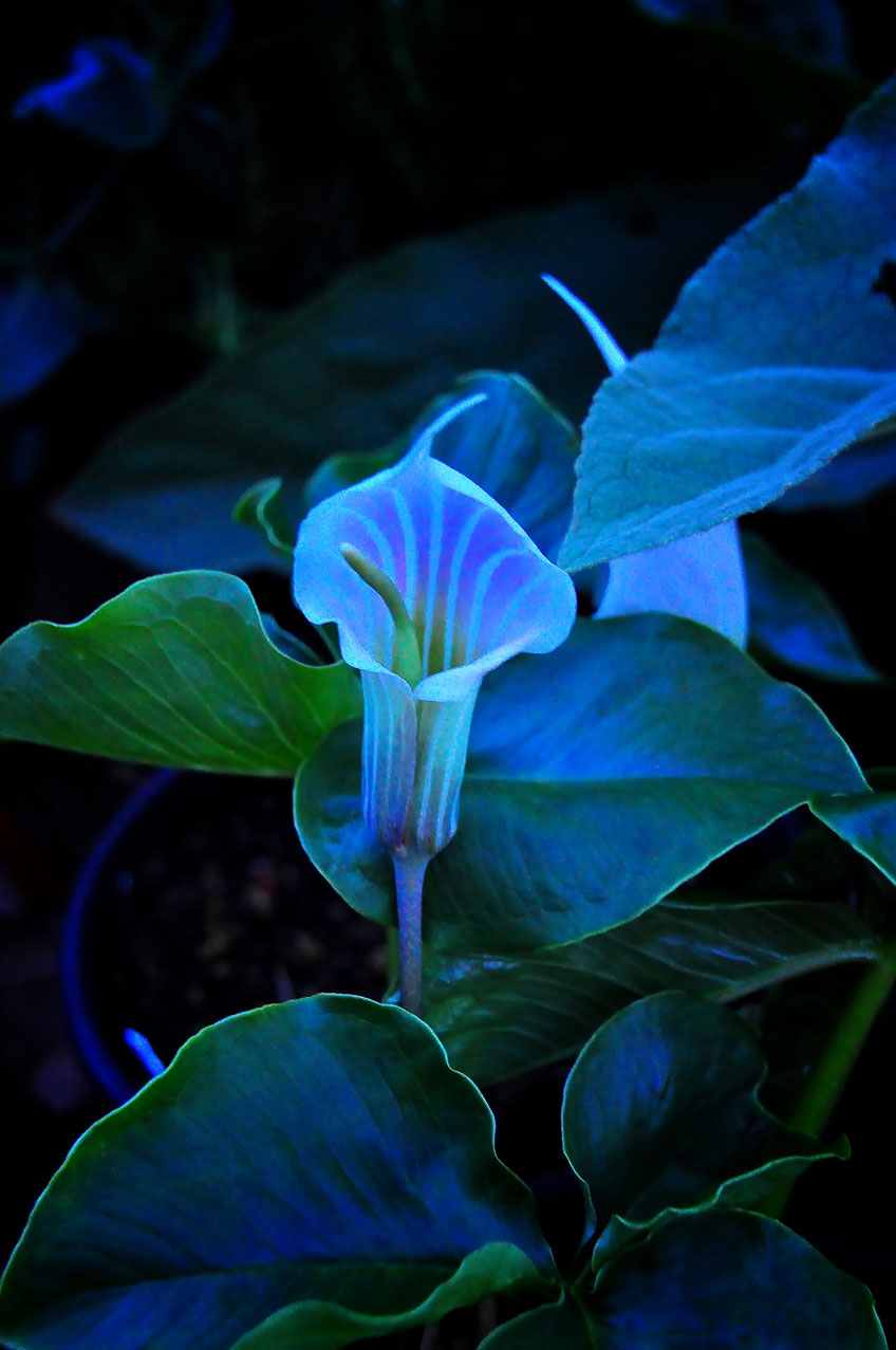 Arisaema candidissimum (White Jack-in-the-pulpit) (alternate view 7)