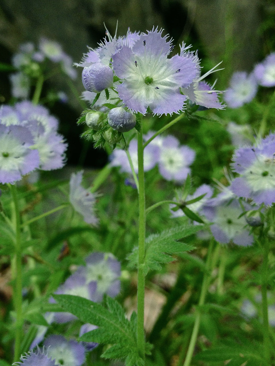Phacelia purshii (Miami Mist) (alternate view 7)