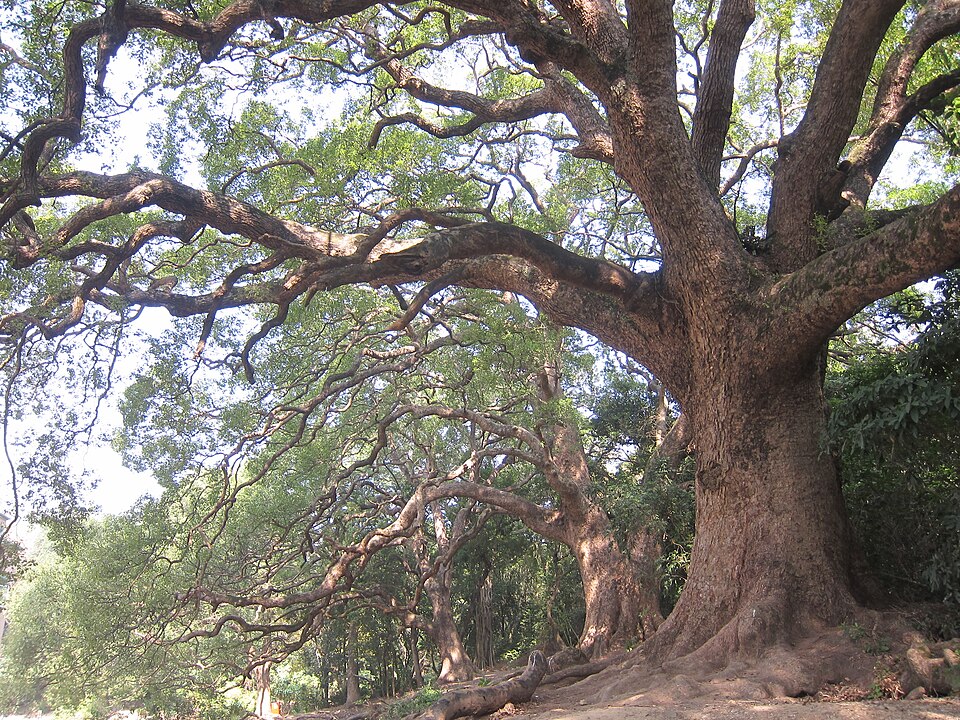 Camphora officinarum (Camphor)