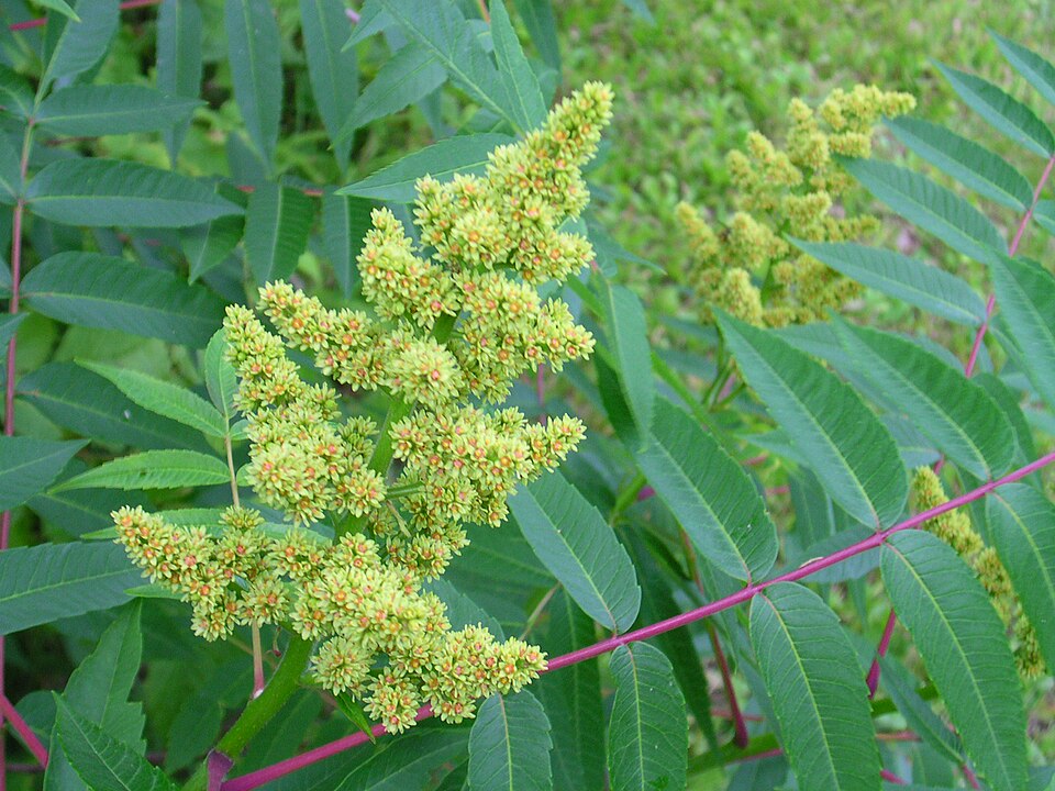 Rhus glabra (smooth sumac) (alternate view 4)