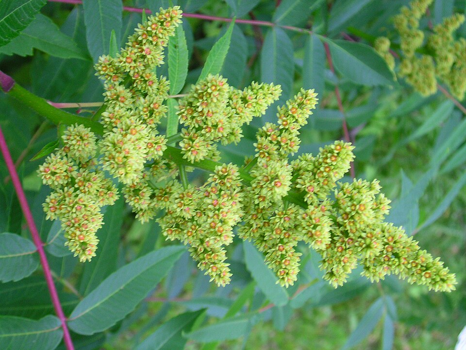 Rhus glabra (smooth sumac) (alternate view 5)