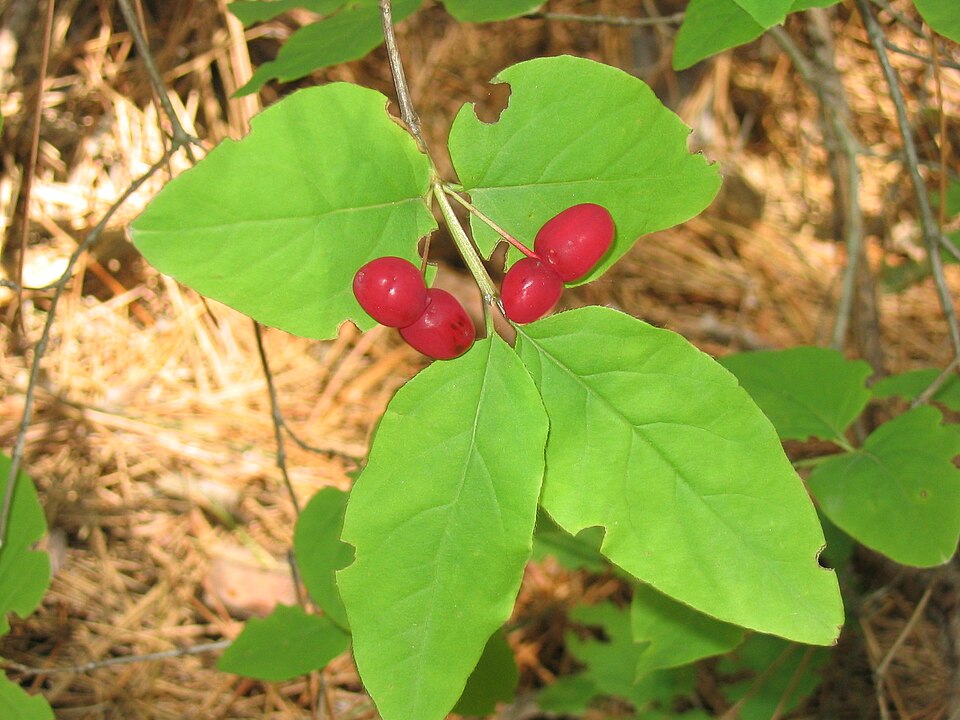 Lonicera canadensis (American fly-honeysuckle) (alternate view 7)
