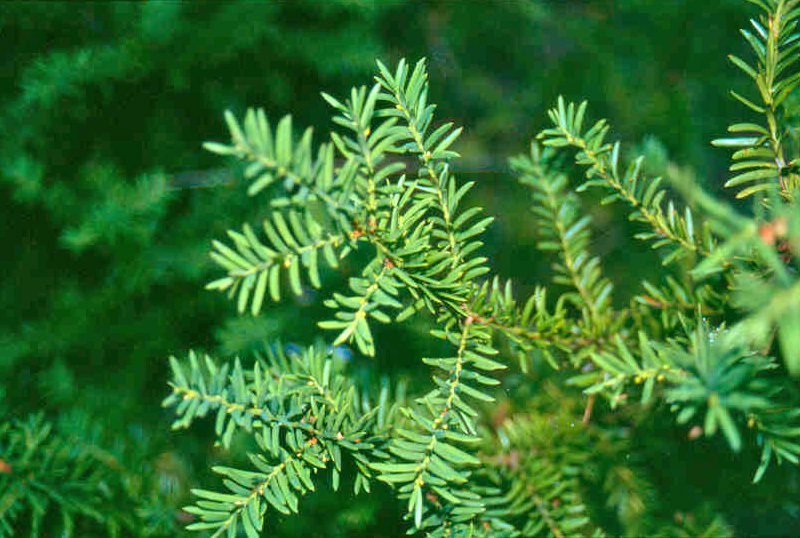 Taxus canadensis (Canada yew) (alternate view 8)