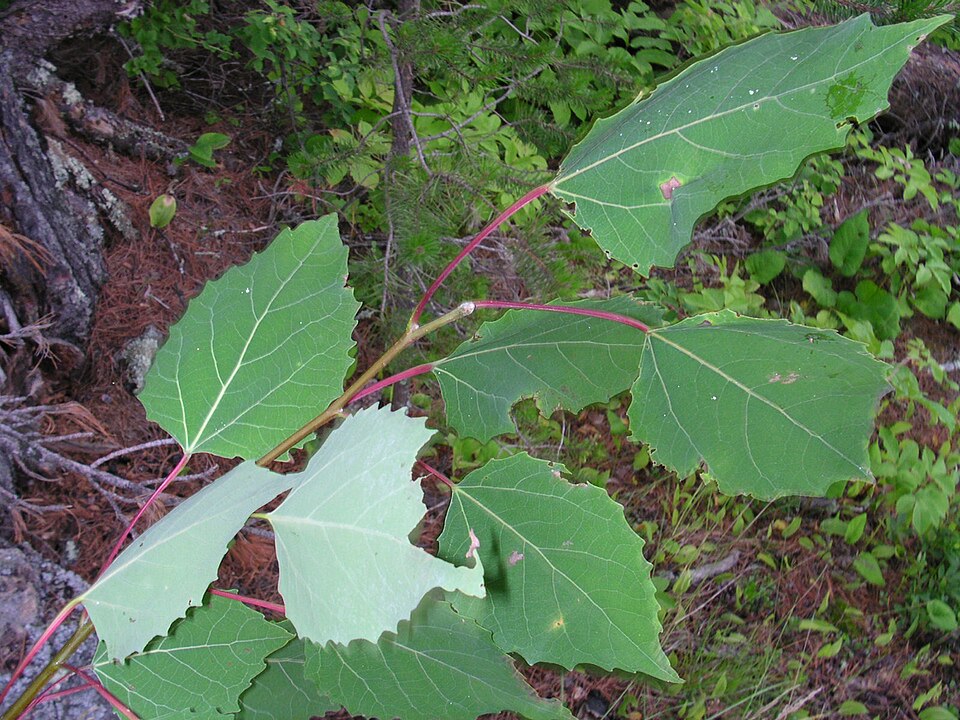 Populus grandidentata (bigtooth aspen) (alternate view 2)