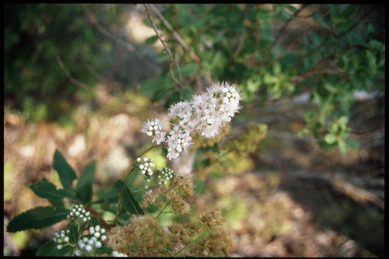 Spiraea alba (white meadowsweet)
