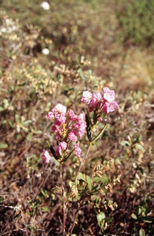 Kalmia polifolia (Bog Laurel) (alternate view 7)