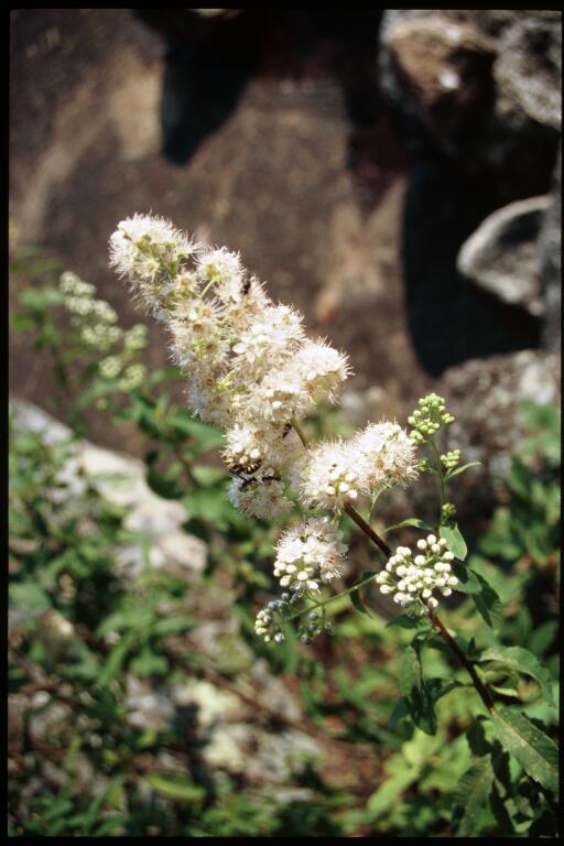 Spiraea alba (white meadowsweet)