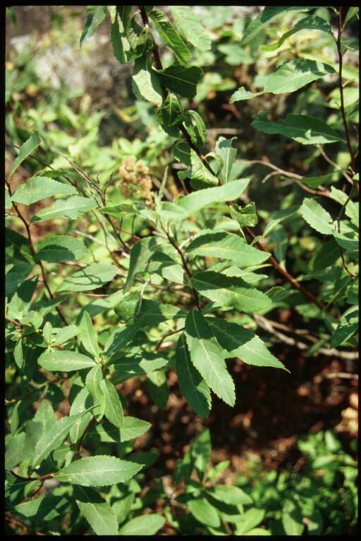 Spiraea alba (white meadowsweet)