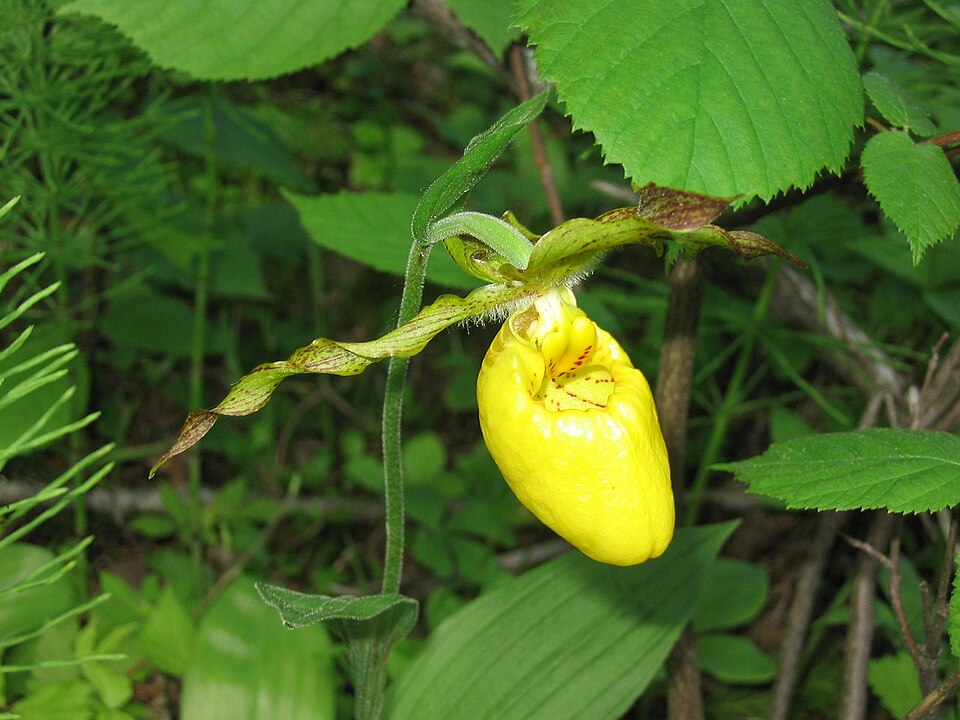 Cypripedium parviflorum (yellow lady's slipper) (alternate view 9)