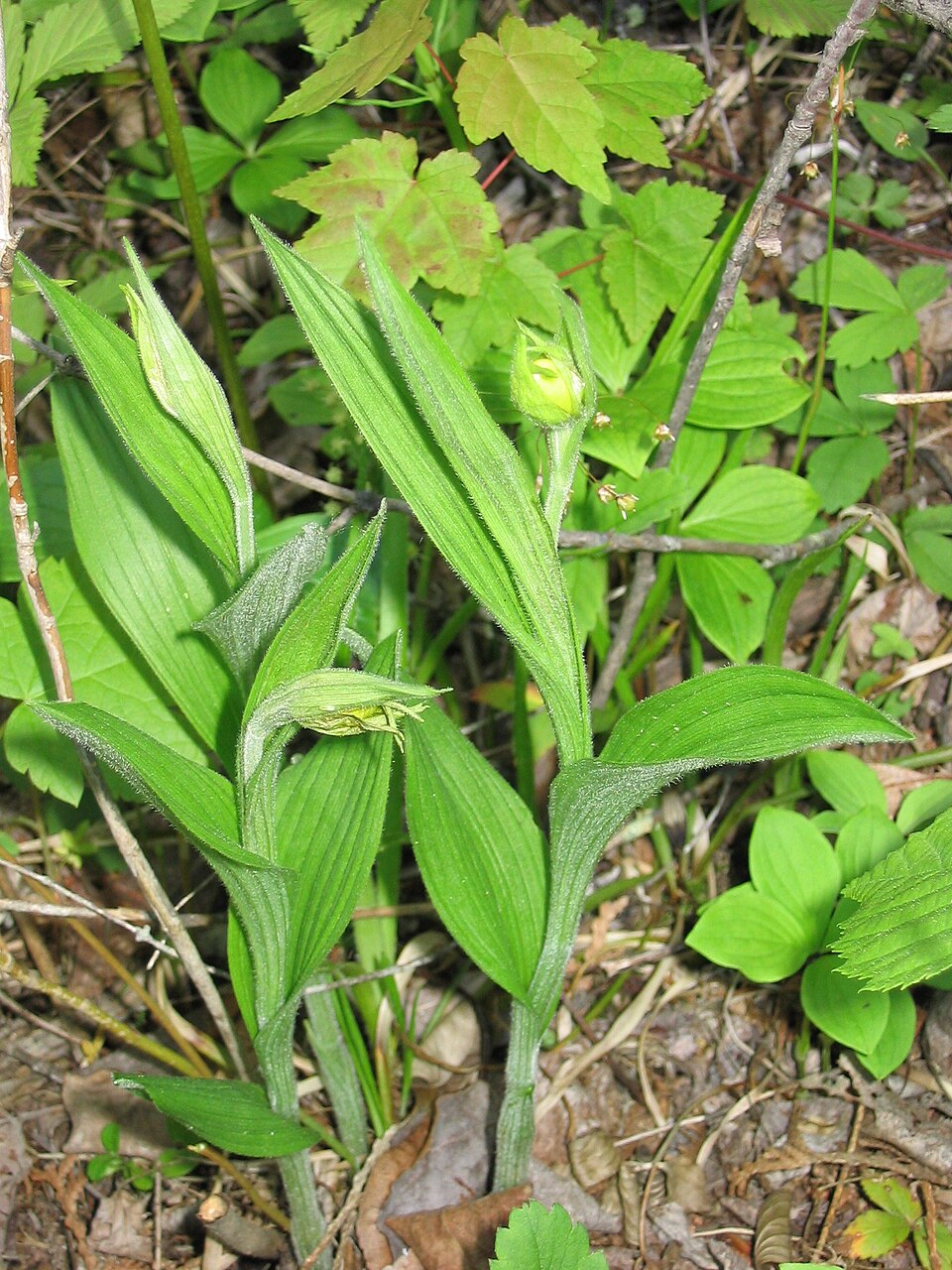 Cypripedium parviflorum (yellow lady's slipper) (alternate view 10)