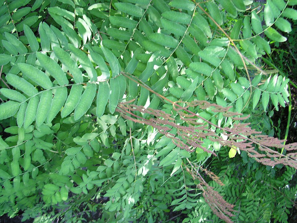 Osmunda spectabilis (American Royal Fern)