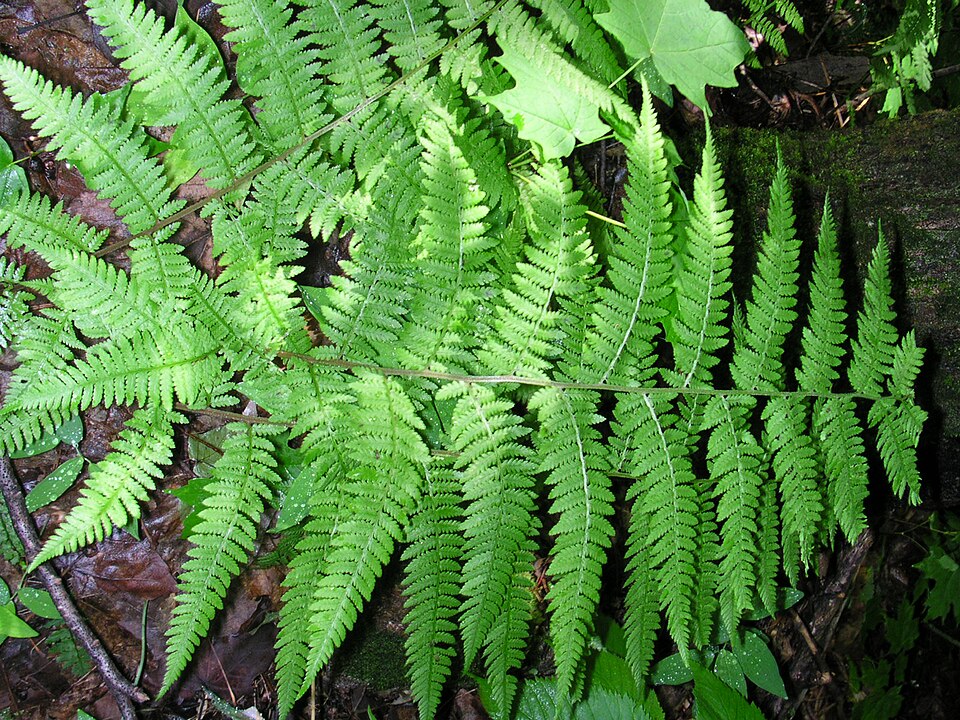 Athyrium filix-femina (lady fern) (alternate view 8)