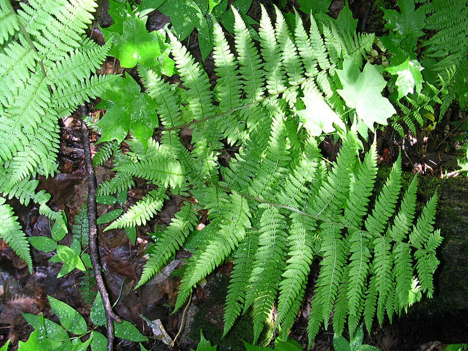 Athyrium filix-femina (lady fern) (alternate view 9)