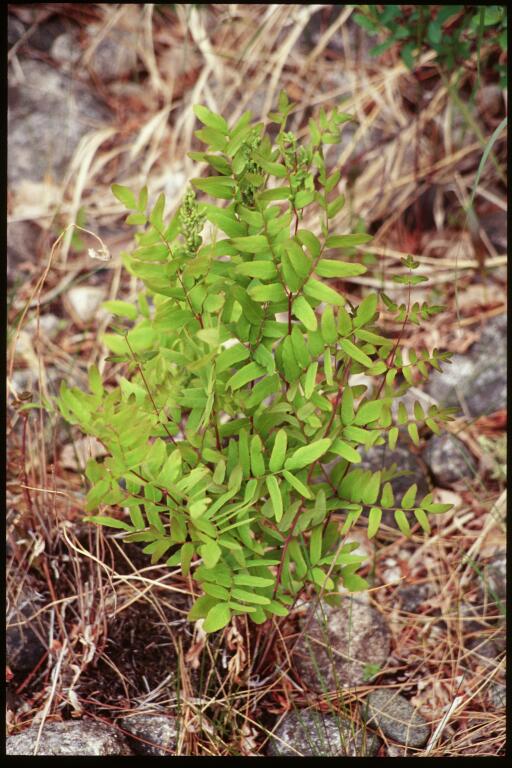 Osmunda spectabilis (American Royal Fern)
