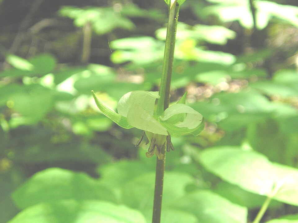 Trillium cernuum (nodding trillium) (alternate view 10)