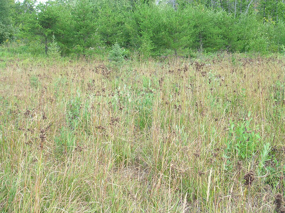 Scirpus cyperinus (Woolgrass) (alternate view 8)